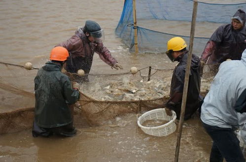 珠海金灣區黃鰭鯛滯銷問題緩解，內陸水產養殖銷售助力市場回暖