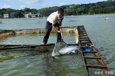 日本核污水入海沖擊全球水產，內陸水產養殖或將迎來機遇與挑戰
