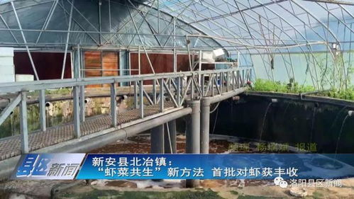 蝦菜共生 內(nèi)陸水產(chǎn)養(yǎng)殖與無土栽培的完美牽手，實(shí)現(xiàn)年產(chǎn)值7000萬元雙豐收